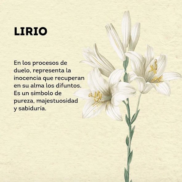 a white flower with the words lirio written in spanish