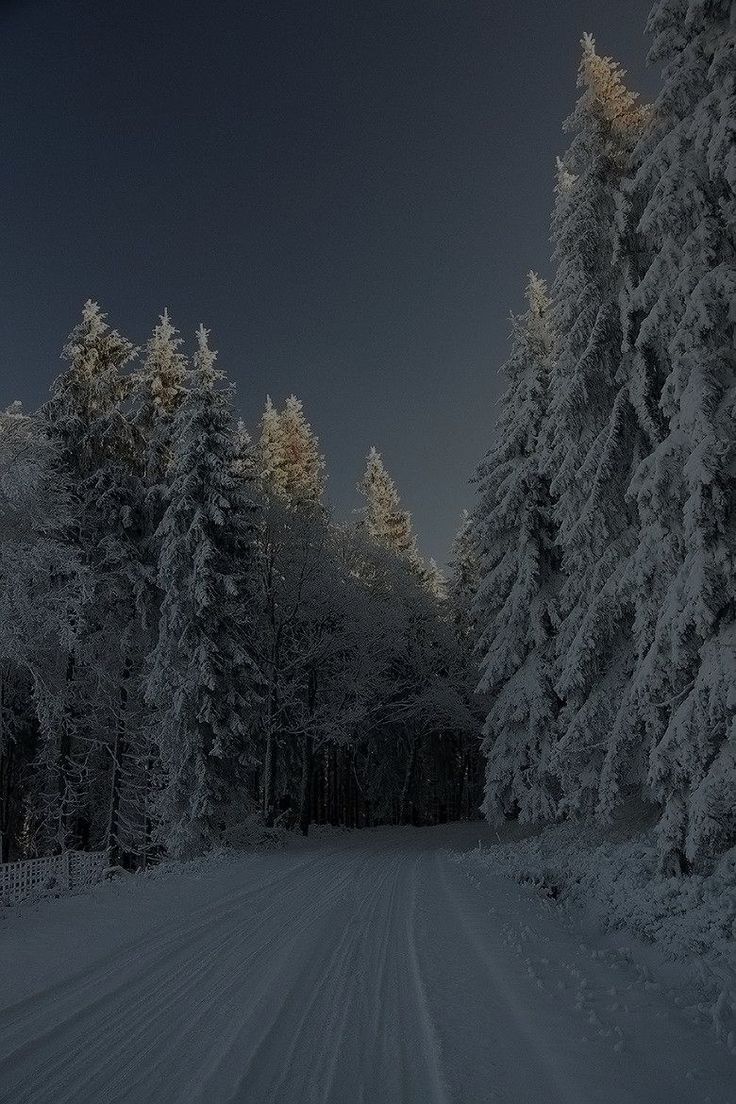 snow covered trees line the road at night