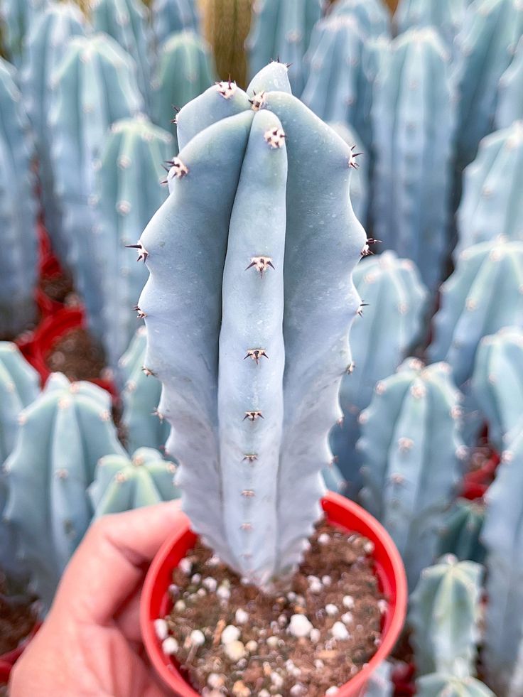 a person holding up a small cactus in a red pot