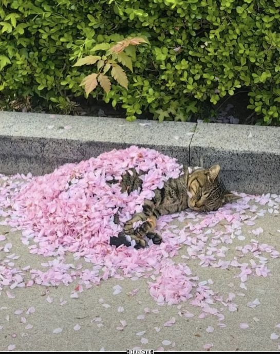 a cat laying on the ground with pink flowers all over it's body and head