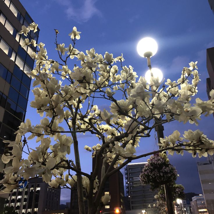 a tree with white flowers in front of tall buildings