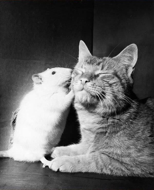 a cat and a rat sitting together on the floor looking at each other with their eyes closed