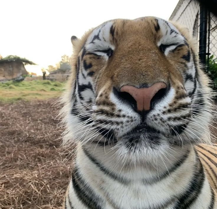 a close up of a tiger looking at the camera