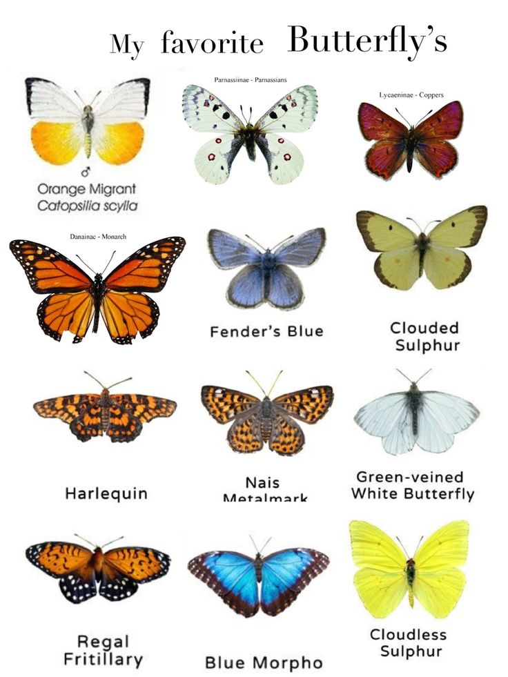 butterflies with their names on them