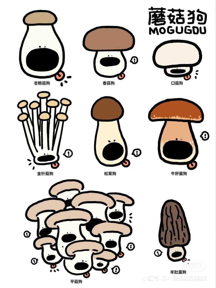 an image of different types of mushrooms in english and chinese characters, including the words