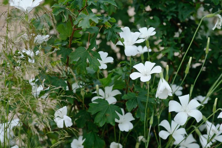 some white flowers are growing in the grass