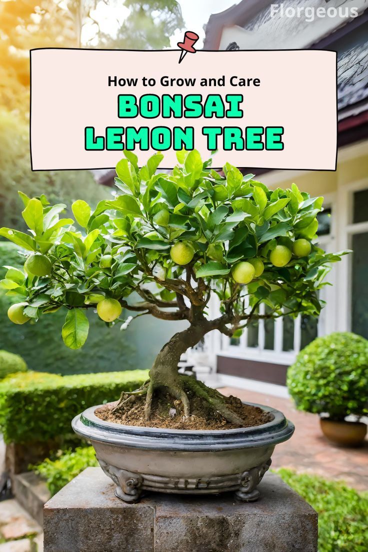 Bonsai Lemon Tree Prune Lemon Tree, Lemon Tree, What Type, How To Grow, To Grow, Soil, Lemon, Fruit