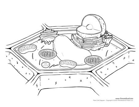 an animal cell is shown in black and white, as well as the diagram for its structure