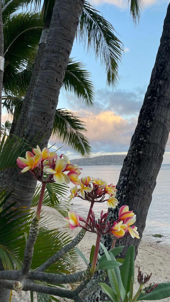 the flowers are blooming on the beach by the water's edge, with palm trees in the foreground