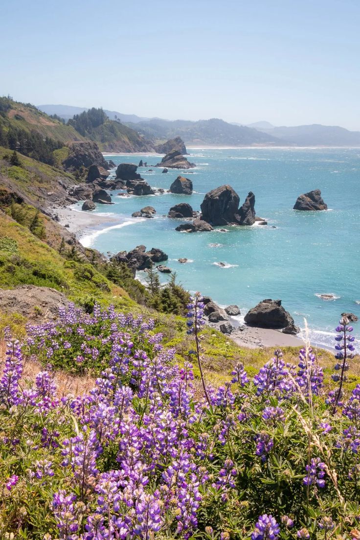 purple wildflowers blooming along the coast line