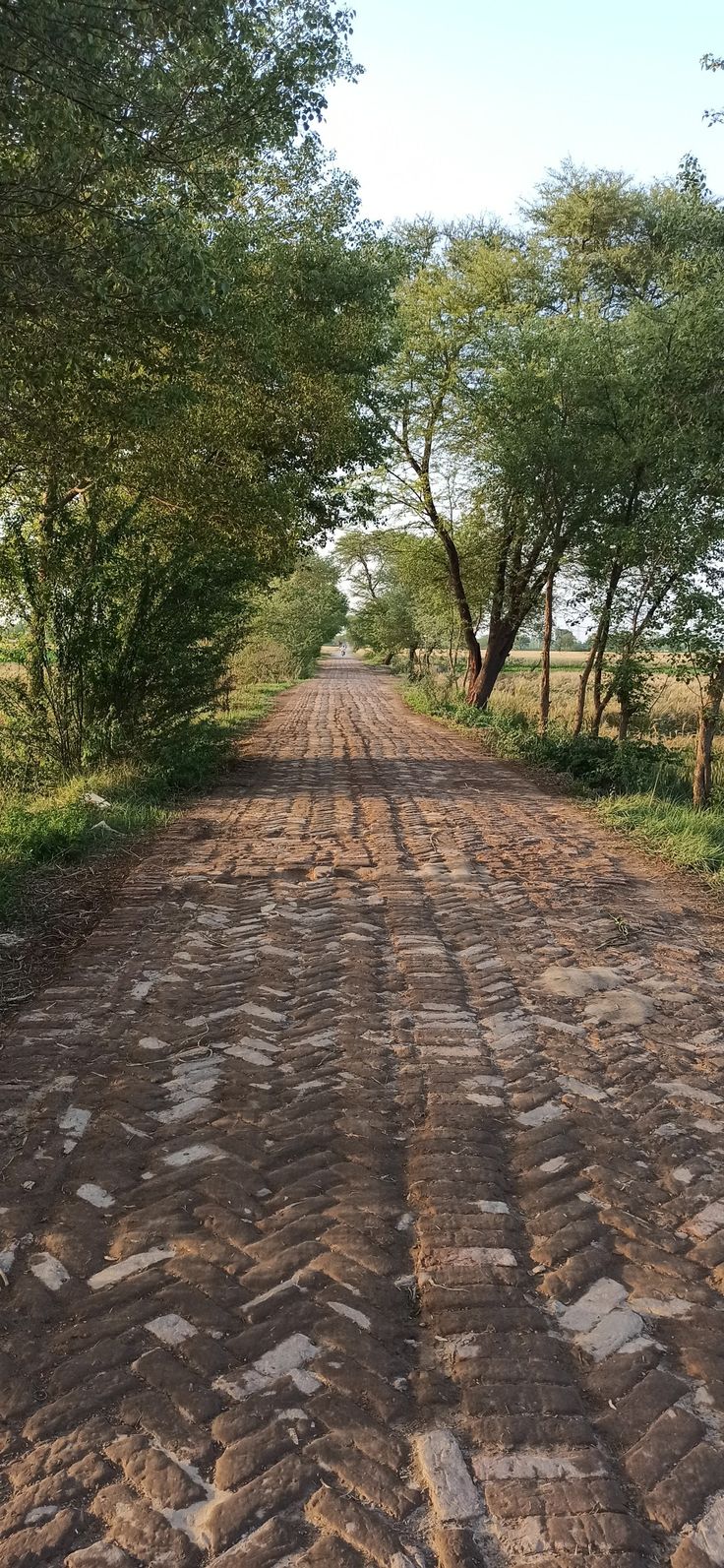 an empty dirt road surrounded by trees and grass