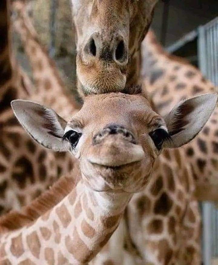 two giraffes are standing next to each other