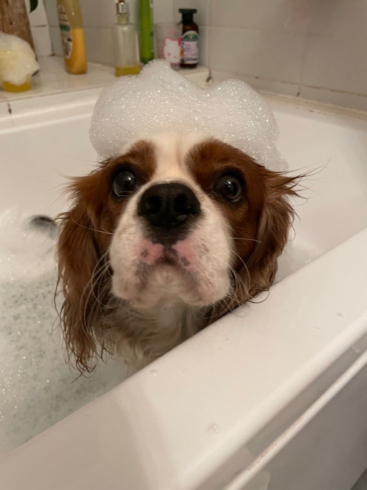 a brown and white dog sitting in a bathtub with bubbles on its head, looking at the camera