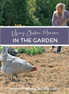 two chickens standing on top of a dirt field next to a woman in the background