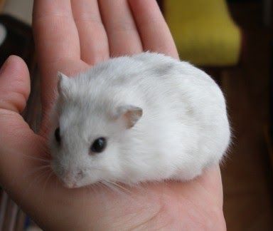 a small white hamster sitting in someone's hand