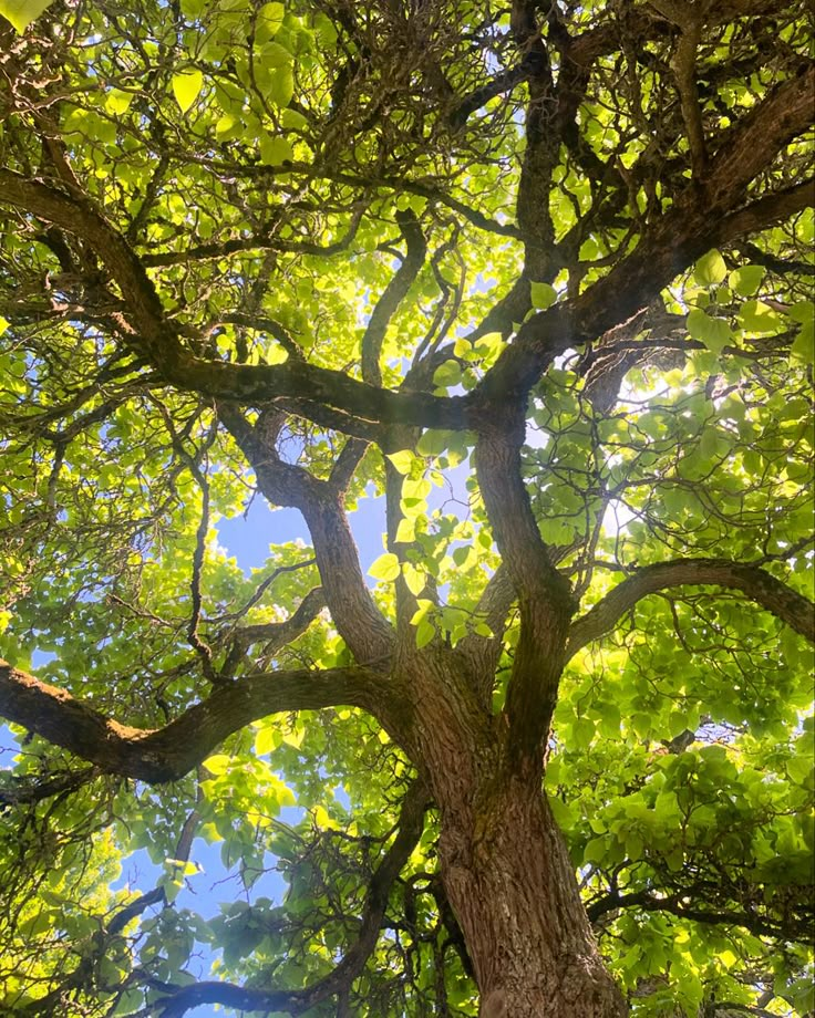 the sun shines through the branches of a large, leafy tree on a sunny day