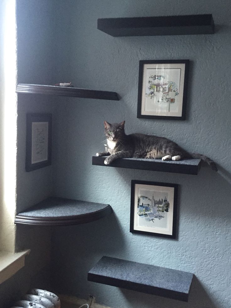 a cat laying on top of a shelf in a room with pictures and other items