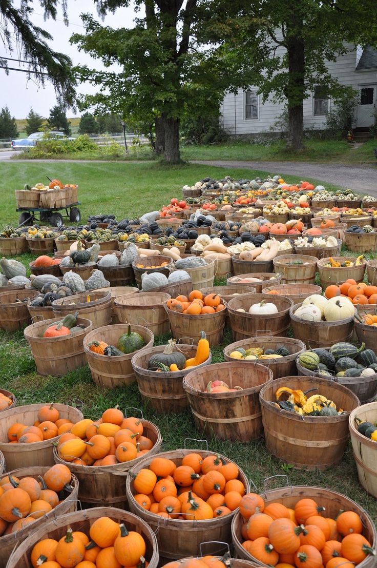 many baskets full of pumpkins and squash on the grass in front of a house