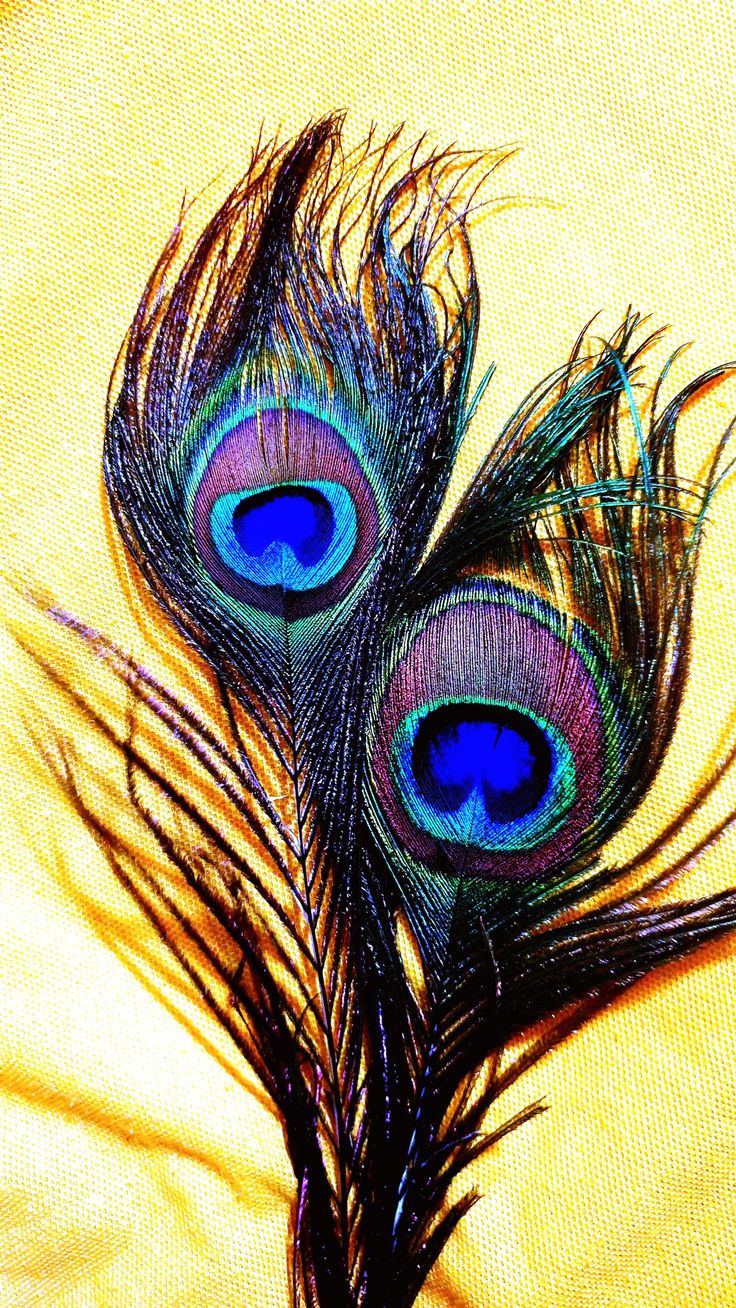 two peacock feathers sitting on top of a yellow cloth