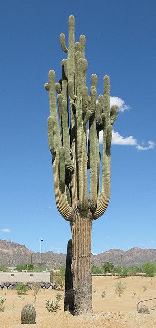 a large cactus in the middle of a desert