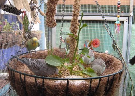 there is a bird sitting on top of a caged plant in front of a window