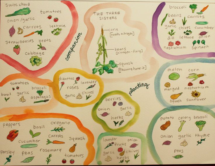 a poster with vegetables labeled in different languages