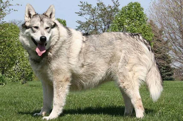 a large white dog standing on top of a lush green field next to trees with its mouth open