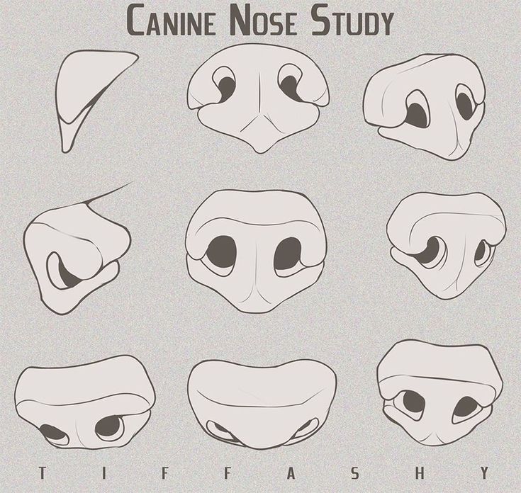 an animal's nose is shown with different facial shapes and features, including the nose