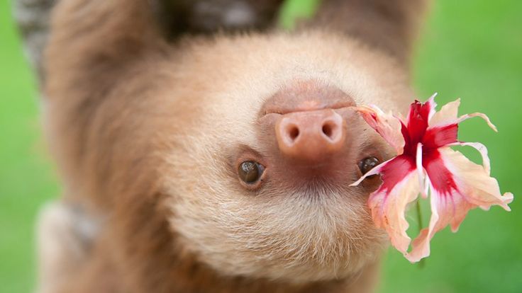 a baby sloth holding onto a flower with its tongue hanging off it's side