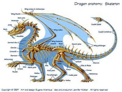 a diagram of the skeletal skeleton of a dragon with all its parts labeled on it