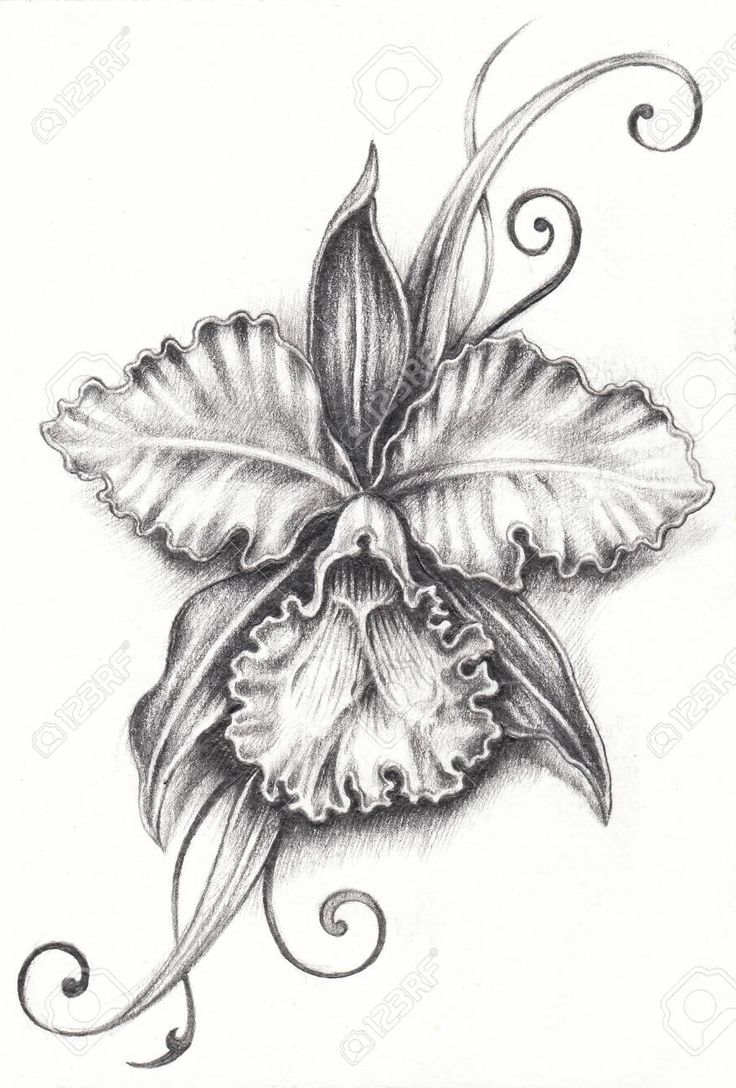 a drawing of a flower with swirls on the petals and leaves in black and white