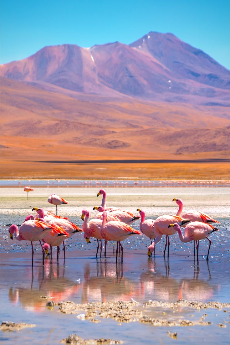 a group of flamingos standing in shallow water with mountains in the backgroud