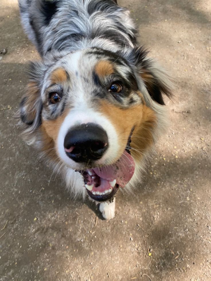 a dog is looking up at the camera