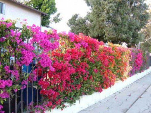 colorful flowers are growing on the side of a building in front of a fence and trees