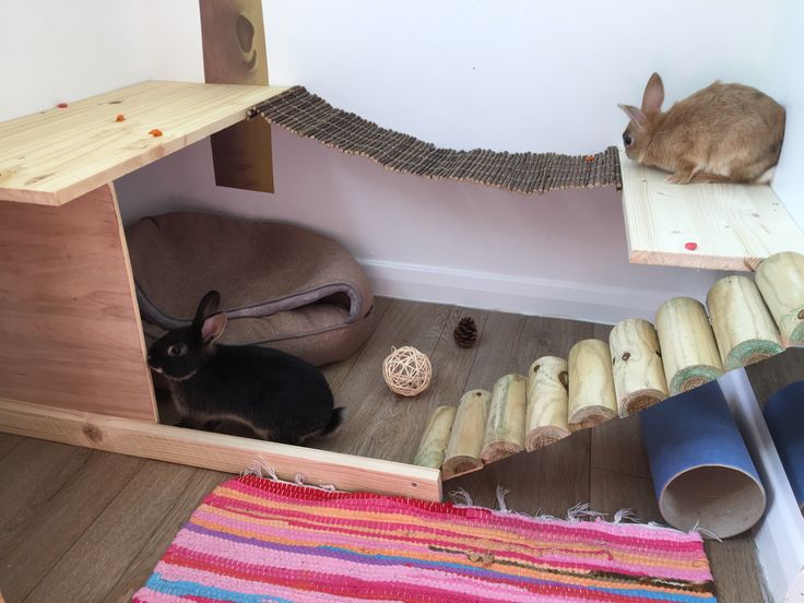 two cats are sitting in their cat houses and one is laying down on the floor