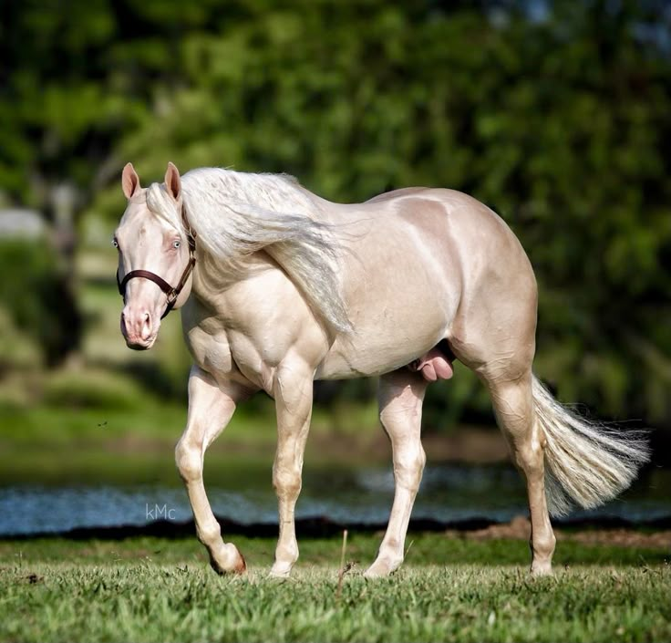 a white horse with blonde hair running in the grass next to a body of water