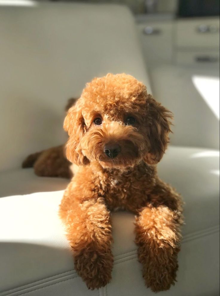 a small brown dog sitting on top of a white couch next to a window with sunlight streaming through it