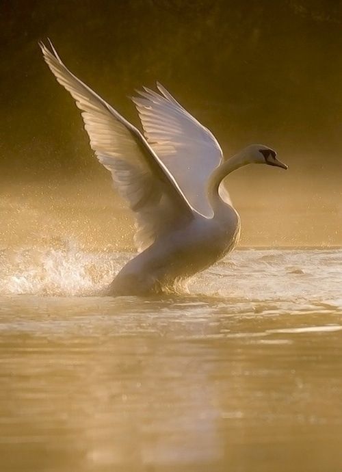 a white swan flapping it's wings in the water