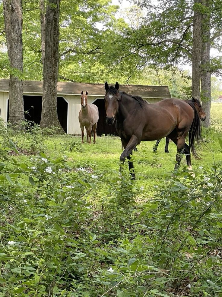 two horses are walking through the grass in front of some trees and a shed with a door