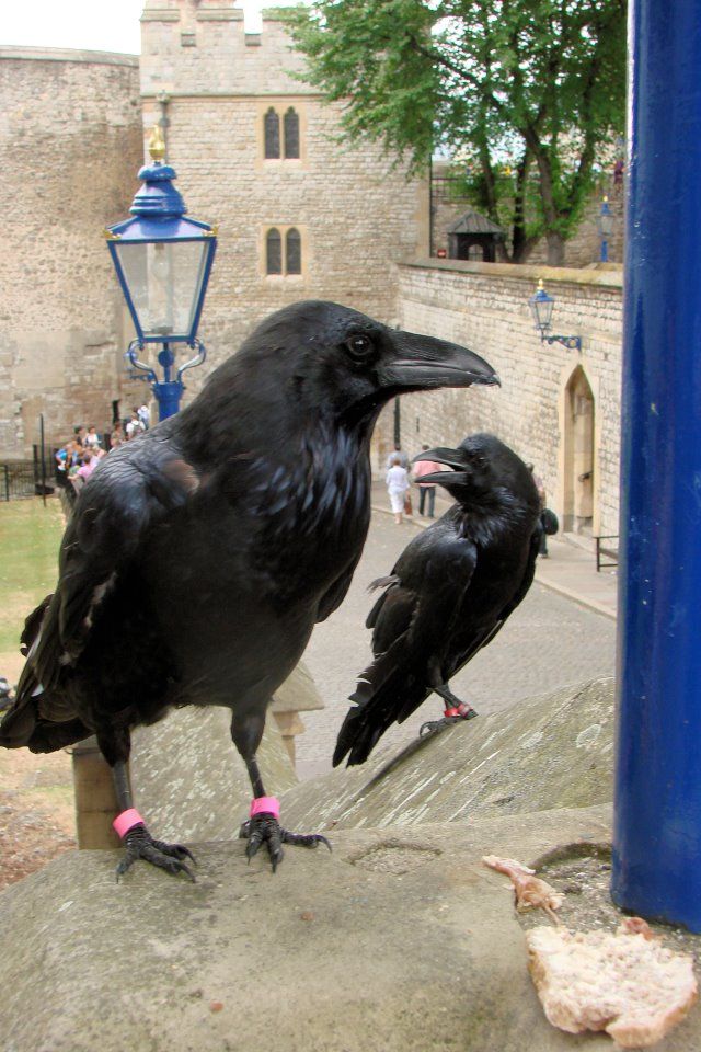 two black crows sitting on top of a stone wall next to a blue pole in front of a brick building