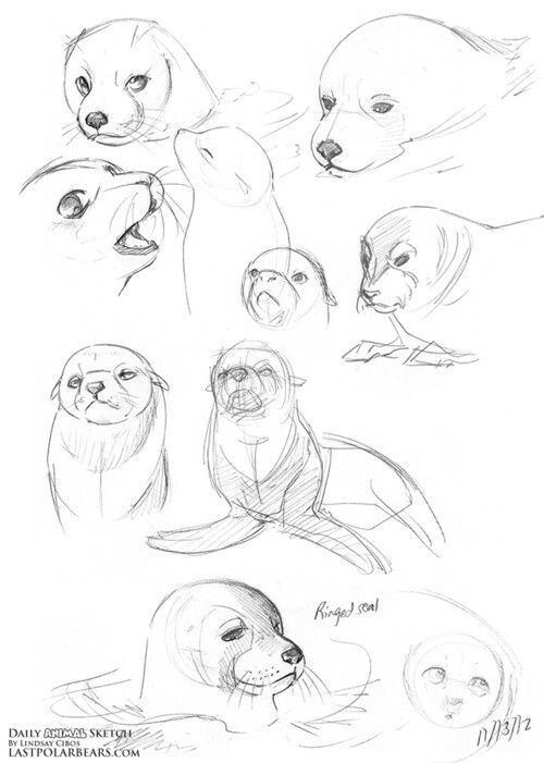 sketches of sea lions and seal puppies