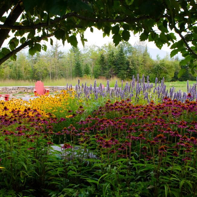 an assortment of colorful flowers and plants in a garden area with trees, shrubs, and grass