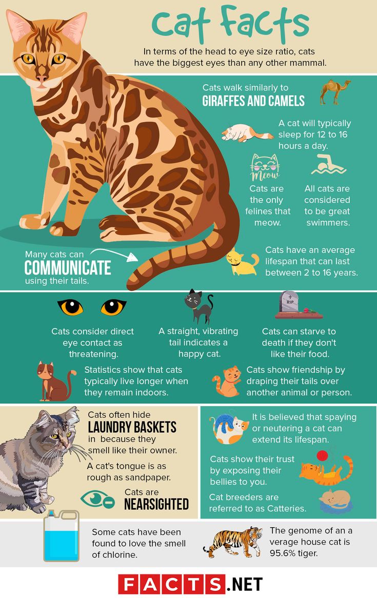 an info poster with different types of cats