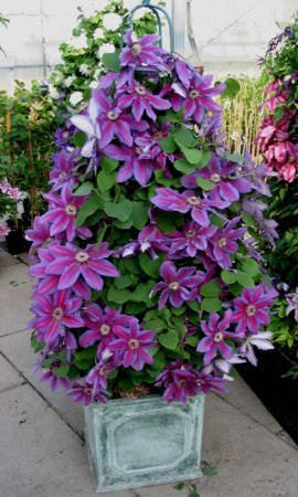 purple flowers are growing in a potted planter