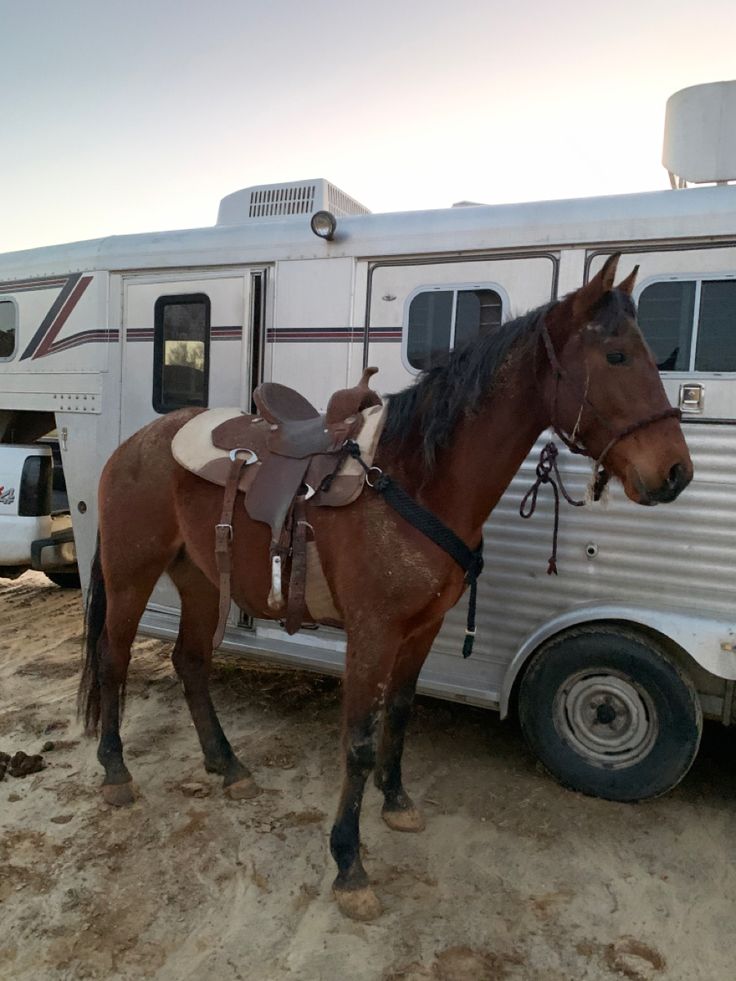 a brown horse standing next to a white trailer