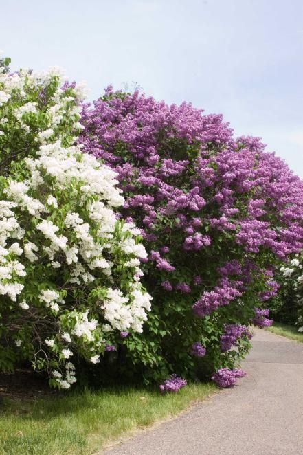 purple and white flowers line the side of a road