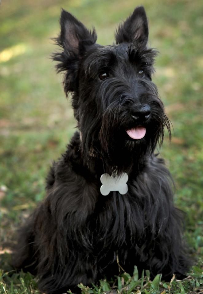 a black dog sitting in the grass with a white tag on it's collar