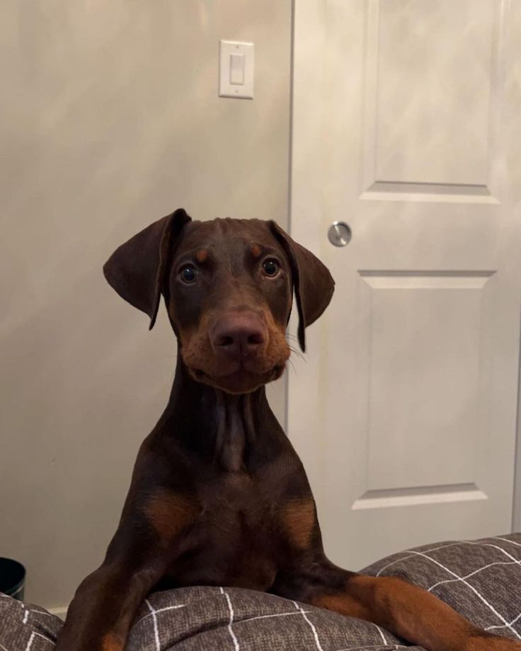 a brown and black dog sitting on top of a bed next to a white door