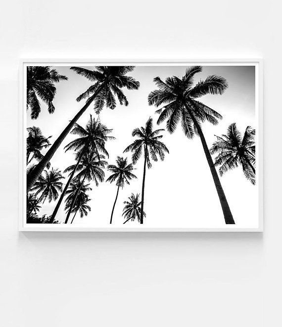 a black and white photo of palm trees