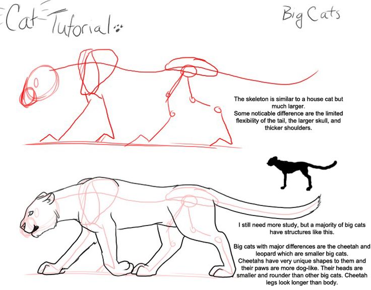 how to draw a cat with step by step instructions